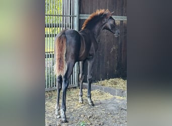 Hannoveraner, Hengst, 1 Jahr, Dunkelfuchs