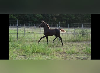 Hannoveraner, Hengst, 1 Jahr, Dunkelfuchs