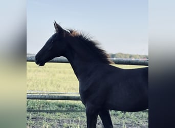 Hannoveraner, Hengst, 1 Jahr, Dunkelfuchs