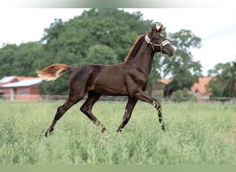 Hannoveraner, Hengst, 1 Jahr, Dunkelfuchs