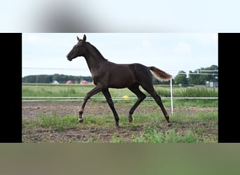 Hannoveraner, Hengst, 1 Jahr, Dunkelfuchs