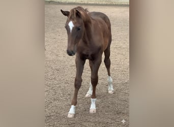Hannoveraner, Hengst, 1 Jahr, Dunkelfuchs