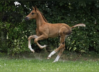 Hannoveraner, Hengst, 1 Jahr, Dunkelfuchs