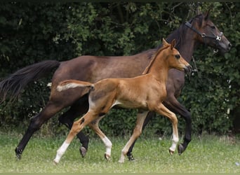 Hannoveraner, Hengst, 1 Jahr, Dunkelfuchs