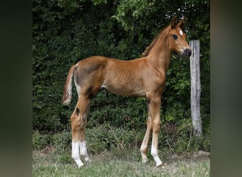 Hannoveraner, Hengst, 1 Jahr, Dunkelfuchs