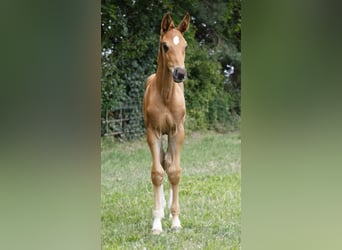 Hannoveraner, Hengst, 1 Jahr, Dunkelfuchs