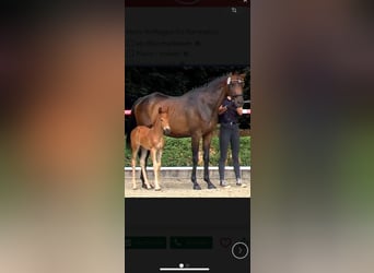 Hannoveraner, Hengst, 1 Jahr, Dunkelfuchs