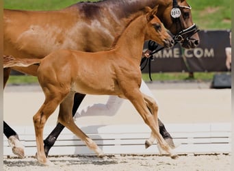 Hannoveraner, Hengst, 1 Jahr, Fuchs
