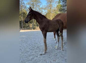 Hannoveraner, Hengst, 1 Jahr, Fuchs