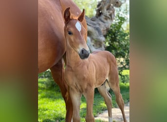 Hannoveraner, Hengst, 1 Jahr, Fuchs