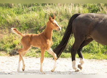 Hannoveraner, Hengst, 1 Jahr, Fuchs