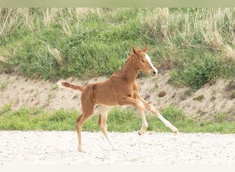 Hannoveraner, Hengst, 1 Jahr, Fuchs