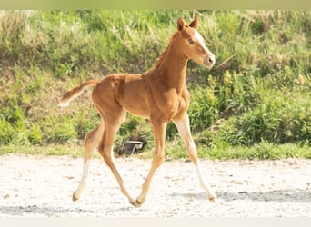 Hannoveraner, Hengst, 1 Jahr, Fuchs