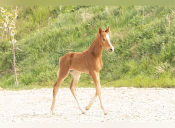 Hannoveraner, Hengst, 1 Jahr, Fuchs