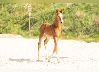 Hannoveraner, Hengst, 1 Jahr, Fuchs