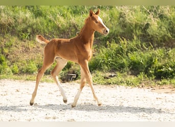Hannoveraner, Hengst, 1 Jahr, Fuchs