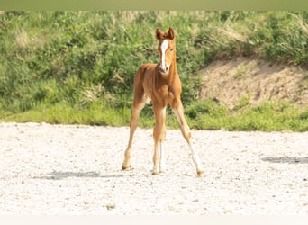 Hannoveraner, Hengst, 1 Jahr, Fuchs