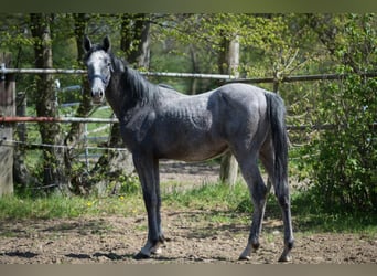Hannoveraner, Hengst, 1 Jahr, Kann Schimmel werden