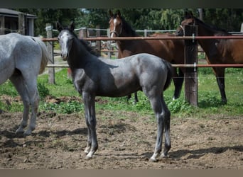 Hannoveraner, Hengst, 1 Jahr, Kann Schimmel werden