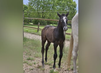 Hannoveraner, Hengst, 1 Jahr, Kann Schimmel werden
