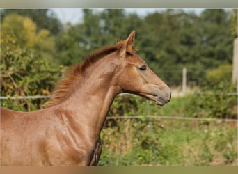 Hannoveraner, Hengst, 1 Jahr, Kann Schimmel werden