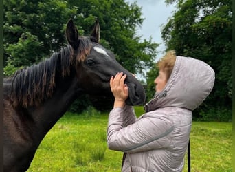 Hannoveraner, Hengst, 1 Jahr, Rappe