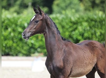 Hannoveraner, Hengst, 1 Jahr, Rappe