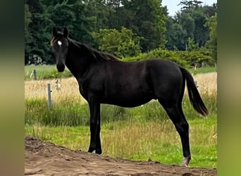 Hannoveraner, Hengst, 1 Jahr, Rappe