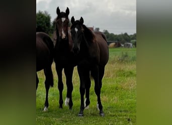 Hannoveraner, Hengst, 1 Jahr, Rappe