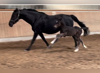 Hannoveraner, Hengst, 1 Jahr, Rappe