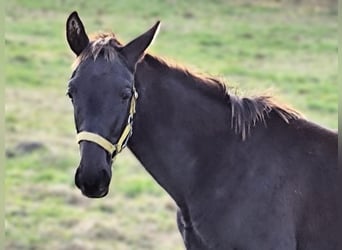 Hannoveraner, Hengst, 1 Jahr, Rappe