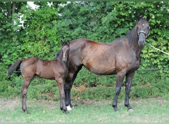 Hannoveraner, Hengst, 1 Jahr, Rappe