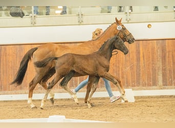 Hannoveraner, Hengst, 1 Jahr, Rappe