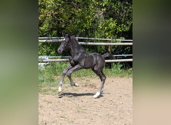 Hannoveraner, Hengst, 1 Jahr, Rappe