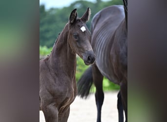 Hannoveraner, Hengst, 1 Jahr, Rappe