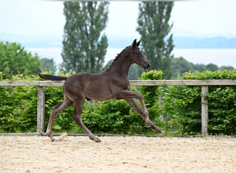 Hannoveraner, Hengst, 1 Jahr, Rappe