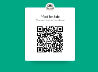 Hannoveraner, Hengst, 1 Jahr, Rappe