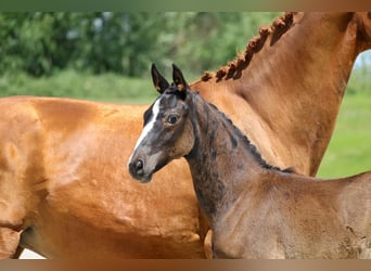 Hannoveraner, Hengst, 1 Jahr, Rappe