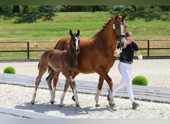 Hannoveraner, Hengst, 1 Jahr, Rappe