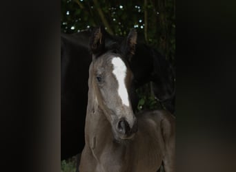 Hannoveraner, Hengst, 1 Jahr, Rappe