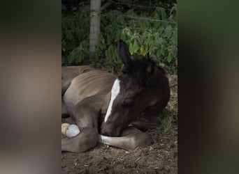 Hannoveraner, Hengst, 1 Jahr, Rappe