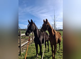 Hannoveraner, Hengst, 1 Jahr, Rappe