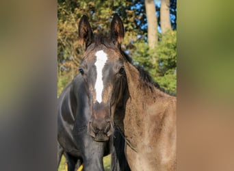 Hannoveraner, Hengst, 1 Jahr, Rappe