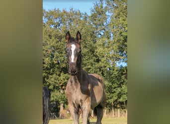 Hannoveraner, Hengst, 1 Jahr, Rappe