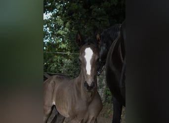 Hannoveraner, Hengst, 1 Jahr, Rappe