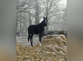 Hannoveraner, Hengst, 1 Jahr, Rappe