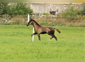 Hannoveraner, Hengst, 1 Jahr, Rappe