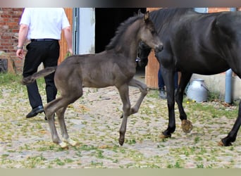 Hannoveraner, Hengst, 1 Jahr, Rappe