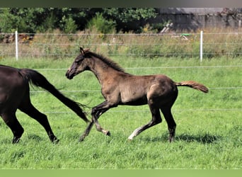 Hannoveraner, Hengst, 1 Jahr, Rappe