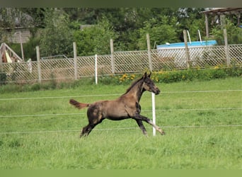 Hannoveraner, Hengst, 1 Jahr, Rappe